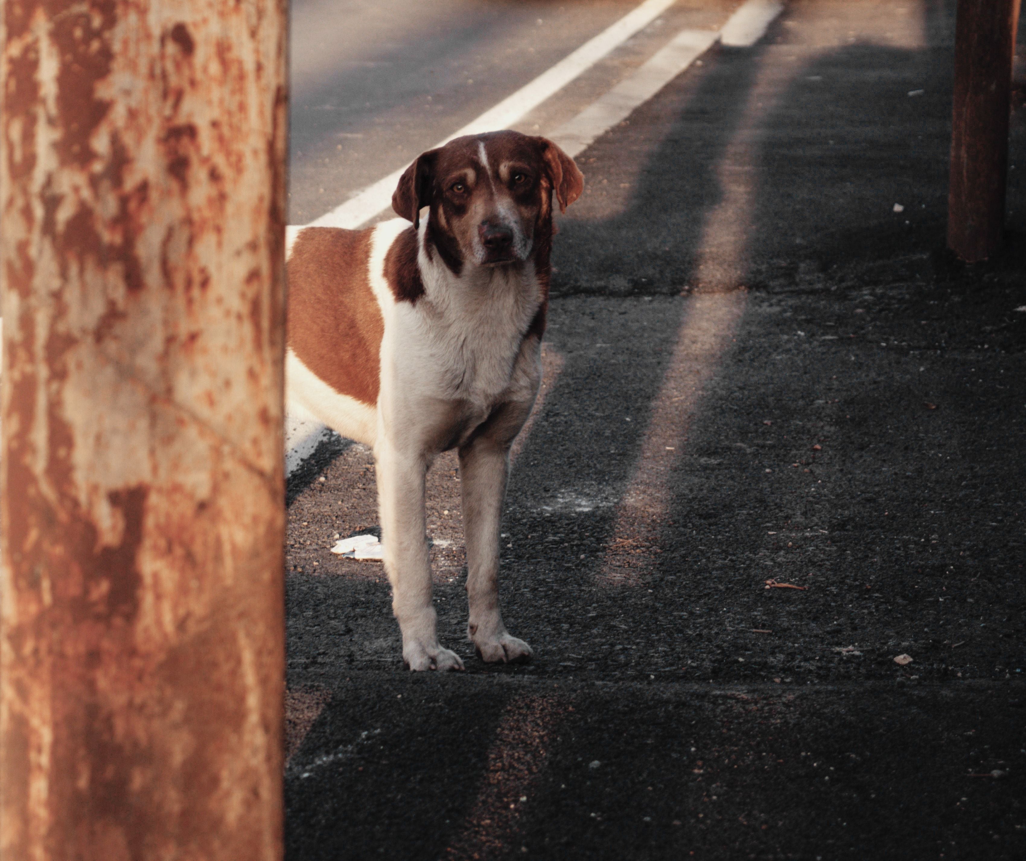 Que faire quand on trouve un animal blessé ou perdu en France ? Le guide complet 